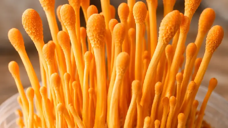 Cordyceps Mushroom