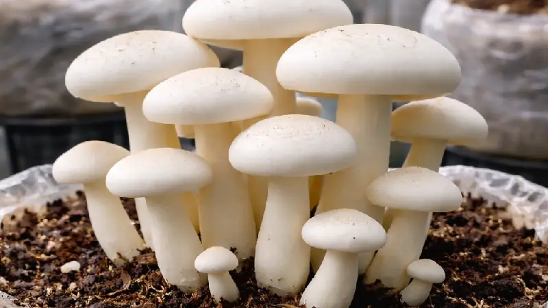 Milky Mushroom